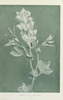 wildflowersofwes0000mcca_Page_017.jp2.thumbnail.jpg
