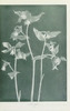 wildflowersofwes0000mcca_Page_019.jp2.thumbnail.jpg