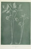wildflowersofwes0000mcca_Page_021.jp2.thumbnail.jpg