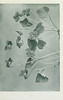 wildflowersofwes0000mcca_Page_023.jp2.thumbnail.jpg