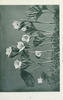 wildflowersofwes0000mcca_Page_031.jp2.thumbnail.jpg