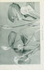 wildflowersofwes0000mcca_Page_035.jp2.thumbnail.jpg