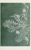 wildflowersofwes0000mcca_Page_037.jp2.thumbnail.jpg