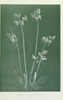 wildflowersofwes0000mcca_Page_025.jp2.thumbnail.jpg