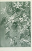 wildflowersofwes0000mcca_Page_033.jp2.thumbnail.jpg