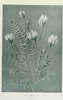 wildflowersofwes0000mcca_Page_027.jp2.thumbnail.jpg