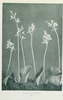 wildflowersofwes0000mcca_Page_039.jp2.thumbnail.jpg